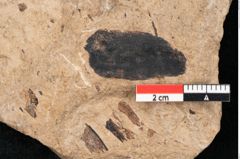 Foto (Detailansicht) von Pinus palaeostrobus Ettingshausen (NHMW-GEO-2024-0188-8259)